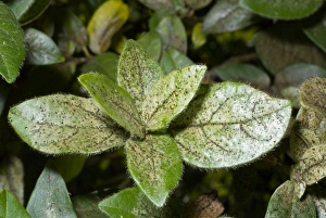 Damage to foliage of ornamental shrub caused by infestation of thrips. Silvering of leaf surface characteristic Damage to foliage of ornamental shrub caused by infestation of thrips. Silvering of leaf surface characteristic