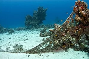 Damaged Gallery: Damaged Corals - coverd by fishing net
