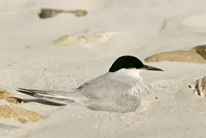 Damara Tern