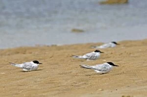 Images Dated 18th September 2008: Damara Terns - resting on beach