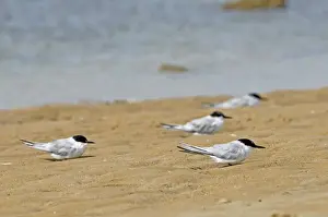 Sternidae Prints: Damara Terns - resting on beach - Endemic to western seaboard of Africa from Algoa Bay to Ghana