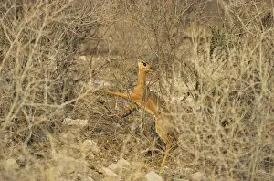 Antelopes Prints: Damaraland Dik Dik - Female Feeding - Etosha National Park, Namibia, Africa MA000726