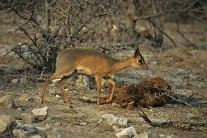 Damaraland Dik Dik - Male - Etosha National Park, Namibia, Africa MA001155