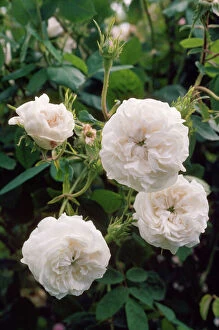 Images Dated 12th April 2007: Damask Rose - Madame Hardy