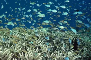 Damselfish Prints: Damsel Fish Indo Pacific, Papua New Guinea