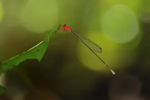 damselfly - Tanjung Puting National Park - Kalimantan - Borneo - Indonesia