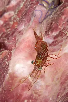 Shrimps Prints: Dancing Shrimp - Indonesia