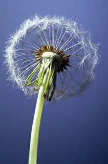 Images Dated 17th January 2008: Dandelion