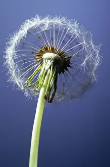 Dandelion Prints: Dandelion