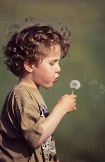Blowing Gallery: Dandelion clock - child blowing seeds
