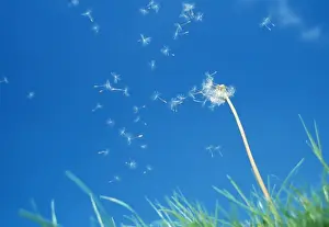 Dandelion Prints: Dandelion Clock - seeds being blown off