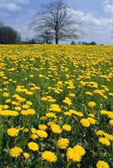 Dandelion Prints: Dandelion field - April - Dorset, UK