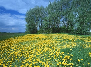 Images Dated 20th March 2006: Dandelion - in field edge. Near Papworth, Cambridgeshire, UK