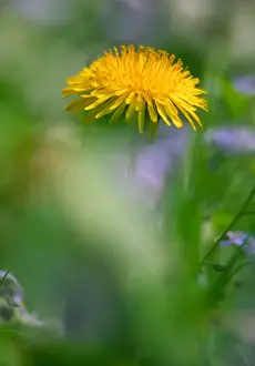 Dandelion Prints: Dandelion flower UK garden