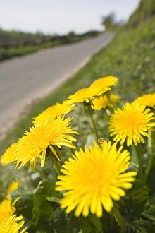 Images Dated 17th April 2007: Dandelion Flowers on roaside verge Peak District Derbyshire UK