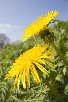 Odd Angle Prints: Dandelion Flowers on roaside verge Peak District Derbyshire UK