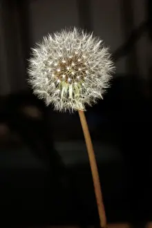 Dandelion - seed head. France