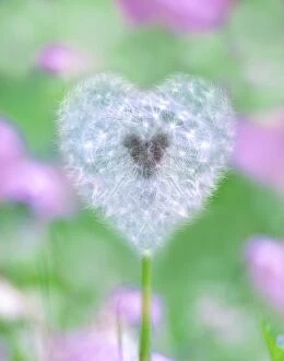 Images Dated 17th October 2011: Dandelion seed head - UK garden Manipulated image: shape of seed head changed into a heart