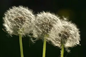 Images Dated 3rd May 2006: Dandelion seed-heads ('clocks')