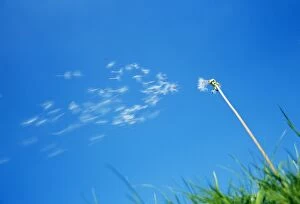 Images Dated 2nd March 2006: Dandelion - Seeds being blown off dandelion clock