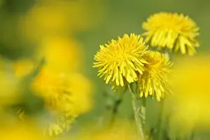 Dandelion Prints: Dandelions in full bloom on a meadow in spring Baden-Wuerttemberg, Germany