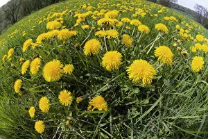 Dandelions, meadow covered with blossom, taken with a wide angle perspective, Hessen, Germany Date: 29-Apr-15