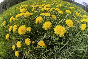 Dandelions, meadow covered with blossom, taken with a wide angle perspective, Hessen, Germany Date: 29-Apr-15 Dandelions, meadow covered with blossom, taken with a wide angle perspective, Hessen, Germany Date: 29-Apr-15