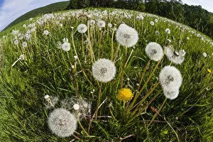 Dandelions, meadow covered with blossom seedheads, taken with a wide angle perspective, Hessen, Germany Date: 08-May-15