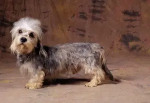Long Prints: Dandie Dinmount Terrier Dog