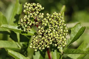 Elders Prints: Danewort / Dane Weed / Danesblood / Dwarf Elder / European Dwarf Elder - with fruit