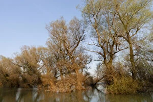 Danube Delta during spring, with flooded