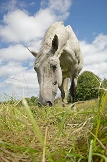 Images Dated 10th August 2011: Dappled White Horse feeding in grassy summer meadow