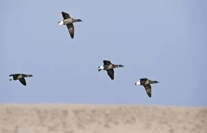 Images Dated 4th July 2005: Dark bellied Brent GEESE - four in flight