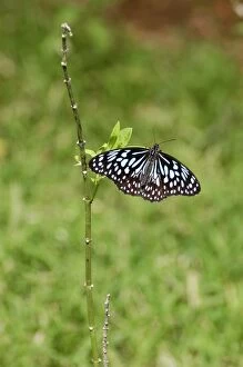Images Dated 8th July 2007: Dark Blue Tiger Butterfly - India