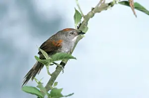 Dark-breasted Spinetail