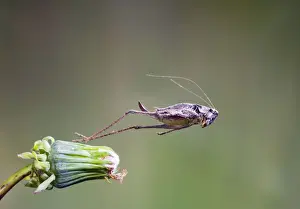 Leaping Prints: Dark bush cricket - female jumping Bedfordshire UK 005237