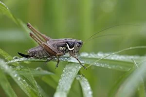 Dark Bush-cricket - male resting on grass blade
