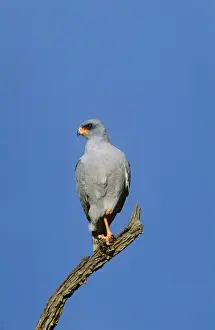 Dark Chanting Goshawk Africa