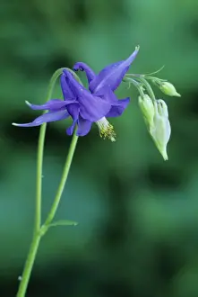 Columbine Prints: Dark Columbine French Alps