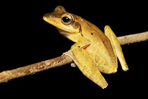 Images Dated 20th November 2007: Dark-eared Tree Frog - Danum Valley Conservation Area --Sabah - Borneo - Malaysia