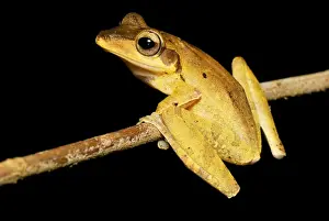 Dark-eared Tree Frog - Danum Valley Conservation Area --Sabah - Borneo - Malaysia