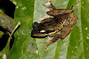 Dark-eared Tree Frog is hides among giant leaves of a ginger plant in primary rainforest of Danum Valley Conservation Area, Sabah, Borneo, Malaysia; night in June Ma39. 3221