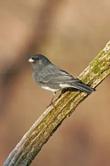 Dark-eyed Junco