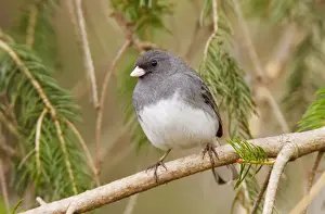 Dark Eyed Prints: Dark-eyed Junco - Adult male - April - CT - USA