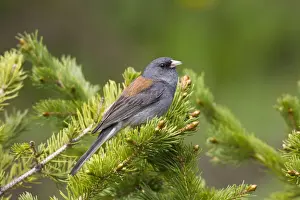 Dark Eyed Prints: Dark-eyed Junco - on breeding territory in the Snowy Range of Wyoming - July - USA