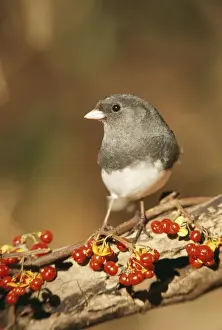 Dark Eyed Prints: Dark-eyed Junco - Hamden, Connecticut, USA
