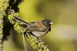 Dark Eyed Prints: Dark-eyed Junco, Junco hyemalis. Oregon race. Washington in July