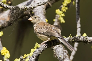 Images Dated 5th July 2008: Dark-eyed Junco, Junco hyemalis