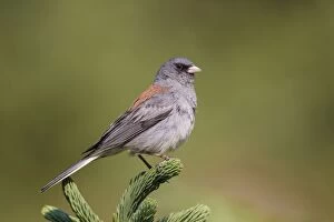 Images Dated 1st July 2012: Dark-eyed Junco - male (Red-backed race)