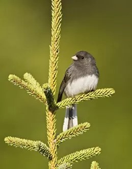 Images Dated 5th May 2008: Dark-eyed Junco - Slate Colored race